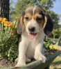 Foto №1. beagle - zum Verkauf in der Stadt El Paso | 615€ | Ankündigung № 50496