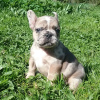 Foto №4. Ich werde verkaufen französische bulldogge in der Stadt Minsk. züchter - preis - verhandelt