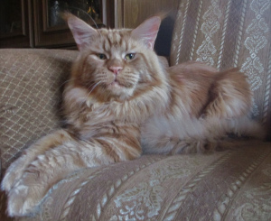 Zusätzliche Fotos: Maine-Waschbär betitelte Katze 8 Monate