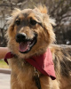 Foto №4. Ich werde verkaufen mischlingshund in der Stadt Krasnogorsk. quotient 	ankündigung - preis - Frei