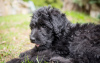 Foto №2 zu Ankündigung № 101237 zu verkaufen labradoodle - einkaufen Deutschland quotient 	ankündigung, züchter