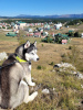 Foto №1. siberian husky - zum Verkauf in der Stadt Bar | Frei | Ankündigung № 119131