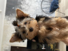 Foto №1. yorkshire terrier - zum Verkauf in der Stadt Grodno | 316€ | Ankündigung № 19428