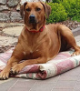 Foto №3. Rhodesian Ridgeback männlich ZKWP/FCI. Polen