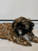 Foto №2 zu Ankündigung № 82237 zu verkaufen shih tzu - einkaufen USA quotient 	ankündigung