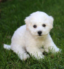 Foto №1. bichon frisé - zum Verkauf in der Stadt Афины | 400€ | Ankündigung № 44909