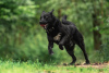 Zusätzliche Fotos: Der schwarze Held Max ist in guten Händen