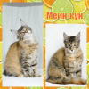 Foto №4. Ich werde verkaufen maine-coon-katze in der Stadt Kemerovo. züchter - preis - verhandelt