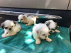 Foto №2 zu Ankündigung № 112250 zu verkaufen shih tzu - einkaufen Deutschland 