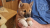 Foto №3. Beautiful shiba inu. Österreich