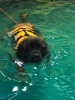 Foto №3. Schwimmbad für Hunde in Russische Föderation
