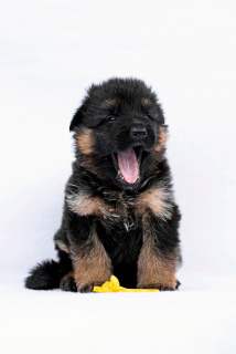 Foto №2 zu Ankündigung № 2855 zu verkaufen deutscher schäferhund - einkaufen Russische Föderation züchter