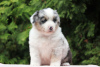 Foto №2 zu Ankündigung № 25943 zu verkaufen australian shepherd - einkaufen Polen züchter