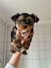 Foto №2 zu Ankündigung № 42251 zu verkaufen yorkshire terrier - einkaufen Deutschland quotient 	ankündigung