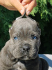 Foto №3. CANE CORSO puppies. Serbien