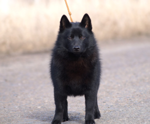 Foto №1. schipperke - zum Verkauf in der Stadt Москва | 673€ | Ankündigung № 4414