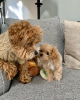 Foto №3. Absolut atemberaubende F1-Maltipoo-Welpen.. Deutschland