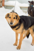 Foto №2 zu Ankündigung № 9039 zu verkaufen mischlingshund - einkaufen Russische Föderation aus dem tierheim