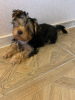 Foto №4. Ich werde verkaufen yorkshire terrier in der Stadt Hannover. quotient 	ankündigung - preis - 3€