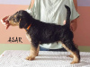 Foto №4. Ich werde verkaufen airedale terrier in der Stadt Bialystok. züchter - preis - 877€