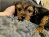 Foto №2 zu Ankündigung № 85128 zu verkaufen yorkshire terrier - einkaufen Tschechische Republik quotient 	ankündigung