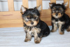 Foto №1. yorkshire terrier - zum Verkauf in der Stadt Mondorf-les-Bains | 284€ | Ankündigung № 124853