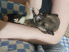 Foto №2 zu Ankündigung № 52583 zu verkaufen mischlingshund - einkaufen Russische Föderation quotient 	ankündigung, vom kindergarten