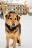 Foto №4. Ich werde verkaufen mischlingshund in der Stadt Perm. aus dem tierheim - preis - Frei