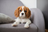 Foto №1. cavalier king charles spaniel - zum Verkauf in der Stadt Valencia | verhandelt | Ankündigung № 49965