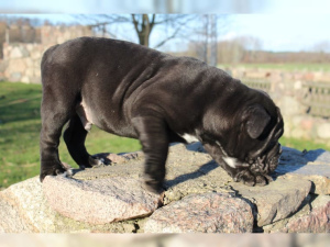 Foto №2 zu Ankündigung № 847 zu verkaufen englische bulldogge - einkaufen Deutschland quotient 	ankündigung, vom kindergarten, züchter