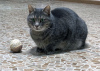 Zusätzliche Fotos: Entzückende Katze Vasily als Geschenk