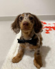 Foto №1. beagle - zum Verkauf in der Stadt Alabama Shores | 400€ | Ankündigung № 103658