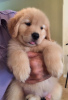 Foto №2 zu Ankündigung № 46540 zu verkaufen golden retriever - einkaufen USA quotient 	ankündigung