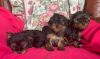 Foto №3. Yorkshire-Terrier-Welpen zur kostenlosen Adoption. Deutschland
