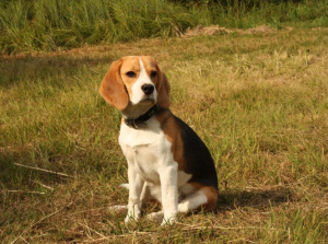 Foto №1. Paarung Service - züchten: beagle. Preis - 79€