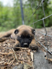 Foto №2 zu Ankündigung № 124708 zu verkaufen belgischer schäferhund - einkaufen USA quotient 	ankündigung, vom kindergarten, aus dem tierheim, züchter