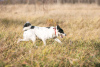 Foto №3. Mikas, der Hund, ist eine neugierige Nase, die ein Zuhause sucht!. Russische Föderation