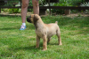 Foto №3. South african Mastif, Boerboel. Serbien