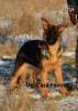 Foto №2 zu Ankündigung № 80656 zu verkaufen deutscher schäferhund - einkaufen Ukraine vom kindergarten