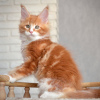 Foto №1. maine-coon-katze - zum Verkauf in der Stadt Kuwait City | 237€ | Ankündigung № 121948