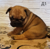 Foto №2 zu Ankündigung № 41670 zu verkaufen französische bulldogge - einkaufen Weißrussland quotient 	ankündigung