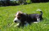 Foto №2 zu Ankündigung № 30082 zu verkaufen beagle - einkaufen Großbritannien quotient 	ankündigung