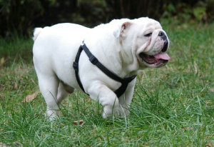 Foto №2 zu Ankündigung № 1788 zu verkaufen englische bulldogge - einkaufen Russische Föderation züchter