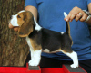 Foto №1. beagle - zum Verkauf in der Stadt Bonn | 376€ | Ankündigung № 127635