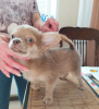 Foto №3. Junge Chihuahua DSH lila Standardgröße Moskau. Russische Föderation