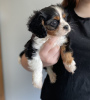 Foto №1. cavalier king charles spaniel - zum Verkauf in der Stadt Buffalo | 208€ | Ankündigung № 64144