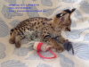 Foto №2 zu Ankündigung № 83571 zu verkaufen savannah-katze - einkaufen USA quotient 	ankündigung