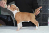 Foto №3. Amerikanischer Staffordshire Terrier. Serbien