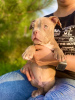 Zusätzliche Fotos: American Bully Kennel bietet Welpen zur Buchung an