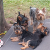 Foto №3. Silky terrier puppies for sale. Deutschland